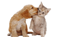 Kaz_Creations Cat Kitten Dog Pup - бесплатно png