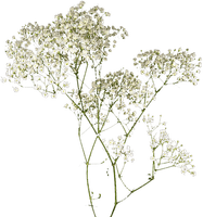 Fleurs Blanches.White.Flowers.Victoriabea - PNG gratuit