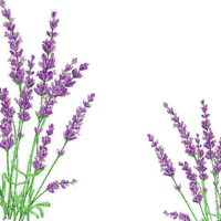 Lavender  Bb2 - ilmainen png