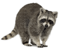 raccoon bp - bezmaksas png