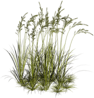tube herbe