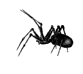araignée ** - GIF เคลื่อนไหวฟรี