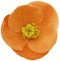 Blume orange - PNG gratuit