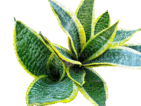 succulent plants bp - Бесплатный анимированный гифка