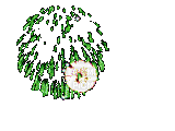 Fuoco d artificio - Darmowy animowany GIF
