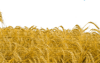 Wheat Field-RM - PNG gratuit
