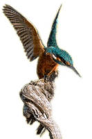 Rena Eisvogel Vogel Bird - Free PNG