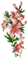 Lilien, pink, Blumen - ilmainen png