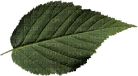 Leaf Lámina Blatt Feuille green verte verde - PNG gratuit