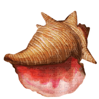 conch - ilmainen png