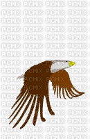 eagle - Animovaný GIF zadarmo