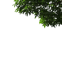 Деревья - Zdarma animovaný GIF