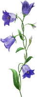 Flores - zadarmo png