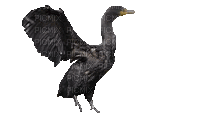 Птичка 2 - Безплатен анимиран GIF