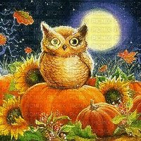 autumn owl chouette d'automne - GIF animé gratuit