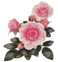 ruže - Gratis geanimeerde GIF