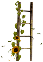 Escalera de madera con girasolles - png gratuito