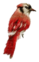 Ptaszek - Darmowy animowany GIF
