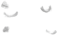 feathers - zdarma png