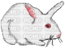 White rabbit - Darmowy animowany GIF
