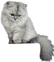 Kaz_Creations Cats Kittens Cat Kitten - безплатен png