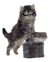 cat schlappi50 - Ücretsiz animasyonlu GIF