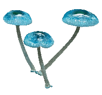 mushrooms - Animovaný GIF zadarmo