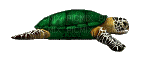 turtle-Nitsa Papacon