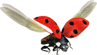Kaz_Creations Ladybugs Ladybug - zadarmo png