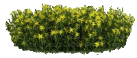 Pflanze - Δωρεάν κινούμενο GIF