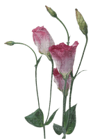 dolceluna pink teal flower - gratis png