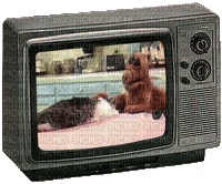 Alf, Fernseher - Ingyenes animált GIF