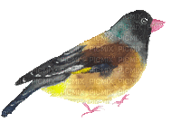 Bird.Oiseau.Pájaro.gif.Victoriabea - GIF animasi gratis
