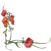 coquelicot - 免费PNG