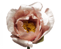 minou-flower-blomma - PNG gratuit