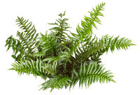 bush by nataliplus - gratis png