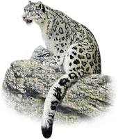 snow leopard bp - δωρεάν png