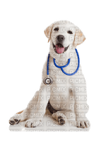 Veterinary clinic bp - ingyenes png