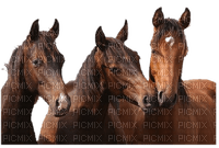 Chevaux .S - zadarmo png
