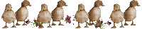 Ducks - Bezmaksas animēts GIF
