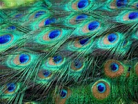 Kaz_Creations Deco Peacock Backgrounds Background - zdarma png