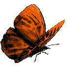 ♡§m3§♡ colored gif animated butterfly - Darmowy animowany GIF
