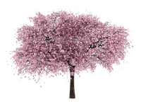 arbol primavera  dubravka4 - бесплатно png