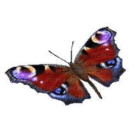 Vlinder - GIF animé gratuit