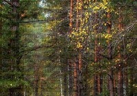 Wald - безплатен png