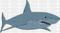 shark - 免费PNG