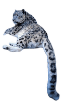 Leopard blanc - png gratis