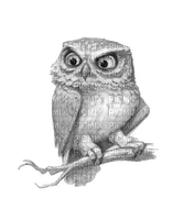 Eule, Owl, - darmowe png