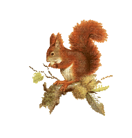 écureuil - bois -automne-squirrel - wood - Nemokamas animacinis gif