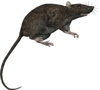 rat - Free PNG
